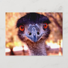 Australian Emu Wildlife Briefkaart