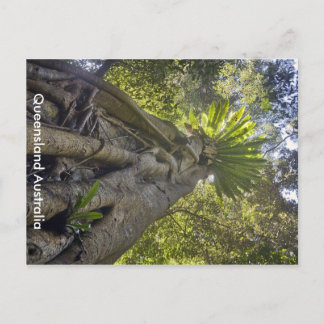 Australian Forest Briefkaart