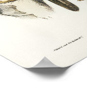 Australian Goshawk van Elizabeth Gould Poster (Hoek)