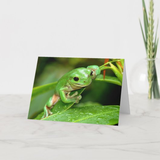 Australian Green Tree Frog foto wenskaart Kaart (Voorkant)
