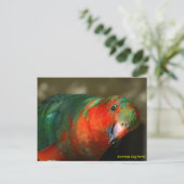 Australian Juvenile Male King Parrot Briefkaart (Staand voorkant)