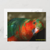 Australian Juvenile Male King Parrot Briefkaart (Voorkant / Achterkant)
