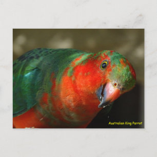 Australian Juvenile Male King Parrot Briefkaart