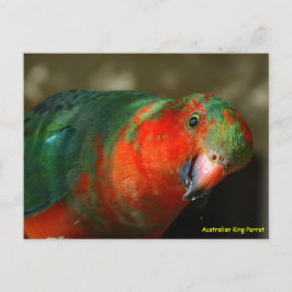 Australian Juvenile Male King Parrot Briefkaart