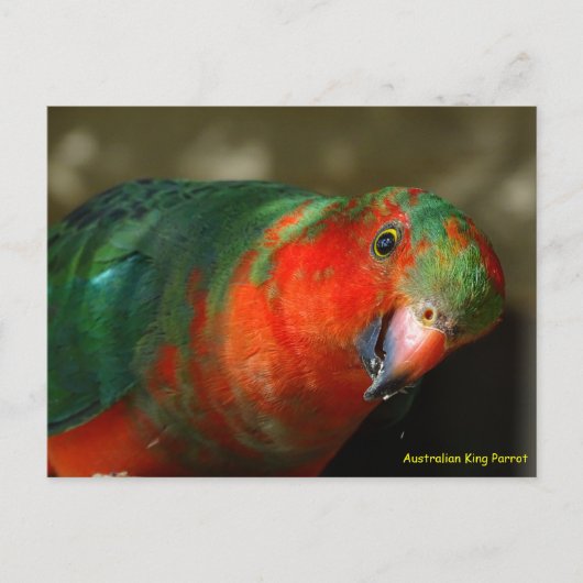 Australian Juvenile Male King Parrot Briefkaart (Voorkant)