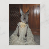 Australian Kangaroo Joey Briefkaart (Voorkant)