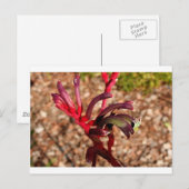 Australian Kangaroo Paw flower in blok 2 Briefkaart (Voorkant / Achterkant)