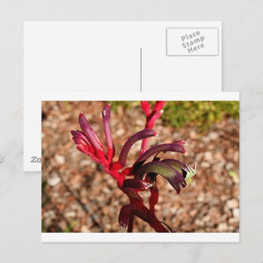 Australian Kangaroo Paw flower in blok 2 Briefkaart (Voorkant / Achterkant)