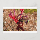 Australian Kangaroo Paw flower in blok 2 Briefkaart (Voorkant)