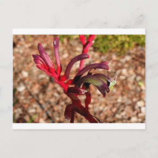 Australian Kangaroo Paw flower in blok 2 Briefkaart (Voorkant)