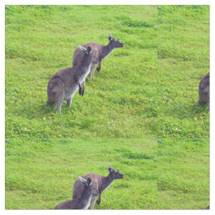 Australian Kangaroos on Green Pasture Stof