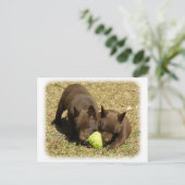 Australian Kelpie puppies 9P022D-018 Briefkaart (Staand voorkant)