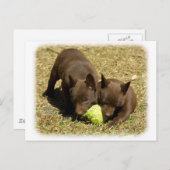 Australian Kelpie puppies 9P022D-018 Briefkaart (Voorkant / Achterkant)