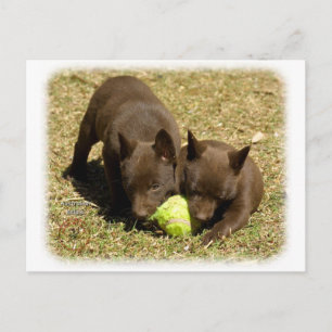 Australian Kelpie puppies 9P022D-018 Briefkaart