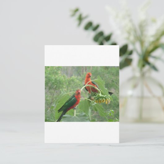 Australian King Parrots Briefkaart (Staand voorkant)