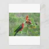 Australian King Parrots Briefkaart (Voorkant)