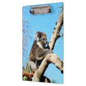 Australian Koala Beer in oude dennenboom, Klembord (Links)