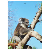 Australian Koala Beer in oude dennenboom, Klembord (Achterkant)