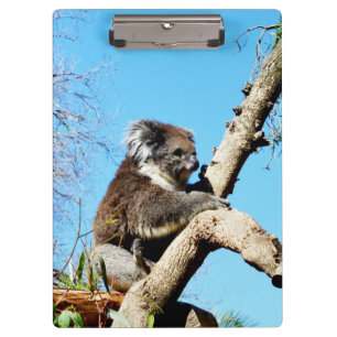 Australian Koala Beer in oude dennenboom, Klembord