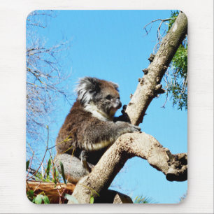 Australian Koala Beer in oude dennenboom, Muismat