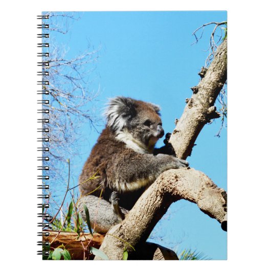 Australian Koala Beer in oude dennenboom, Notitieboek (Voorkant)