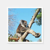 Australian Koala Beer in oude dennenboom, Servet (Voorkant)