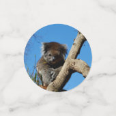Australian Koala Beren Confetti (Kleine voorkant)