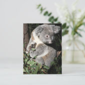 Australian Koala Briefkaart (Staand voorkant)