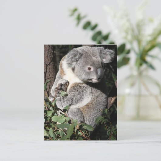 Australian Koala Briefkaart (Staand voorkant)