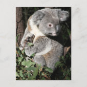 Australian Koala Briefkaart (Voorkant)