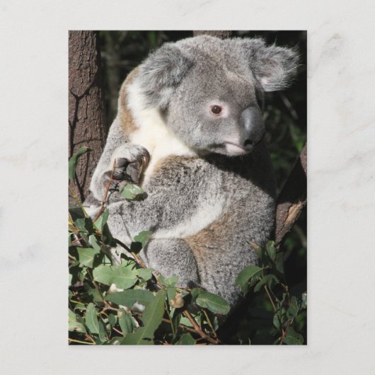 Australian Koala Briefkaart (Voorkant)
