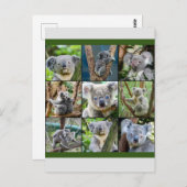 Australian Koala in de Eucalyptusboom Briefkaart (Voorkant / Achterkant)