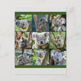 Australian Koala in de Eucalyptusboom Briefkaart