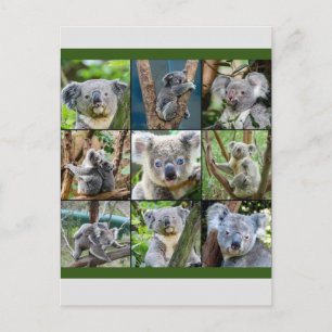 Australian Koala in de Eucalyptusboom Briefkaart
