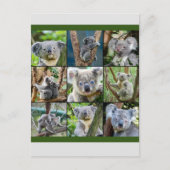 Australian Koala in de Eucalyptusboom Briefkaart (Voorkant)