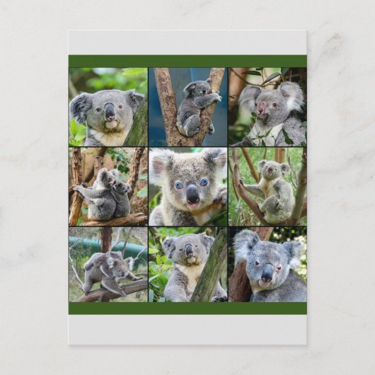 Australian Koala in de Eucalyptusboom Briefkaart (Voorkant)