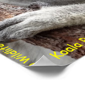 Australian Koala Poster (Hoek)