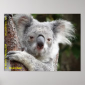 Australian Koala Poster (Voorkant)
