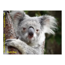 Australian Koala