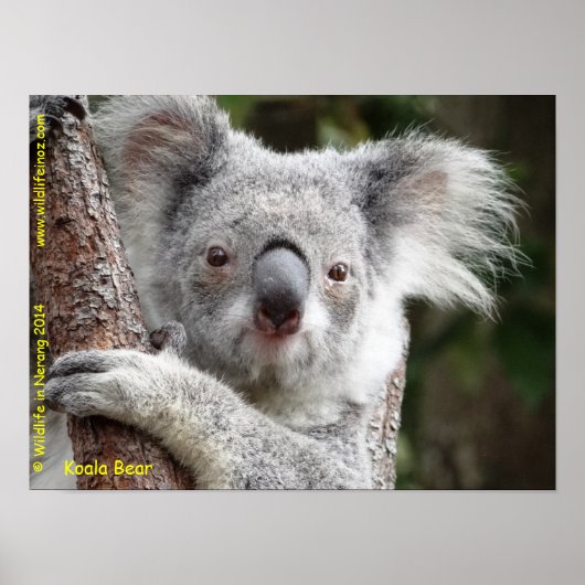 Australian Koala Poster (Voorkant)