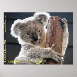 Australian Koala Poster