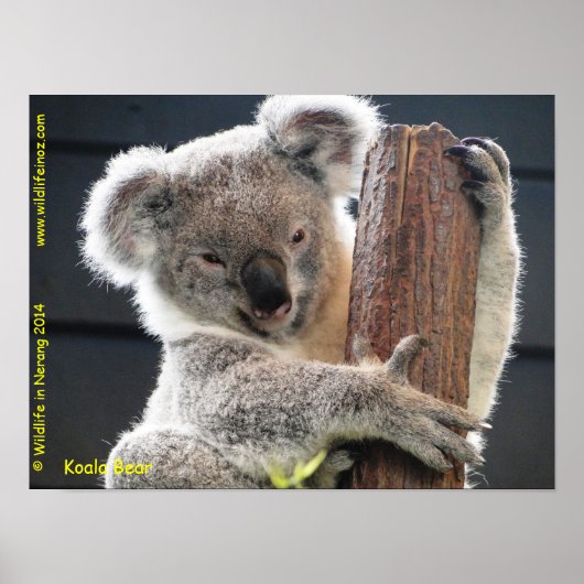 Australian Koala Poster (Voorkant)