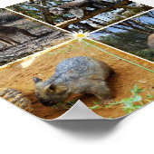 Australian Koala, Wombat, Quokka, Kangaroo Poster (Hoek)