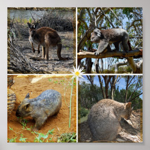 Australian Koala, Wombat, Quokka, Kangaroo Poster