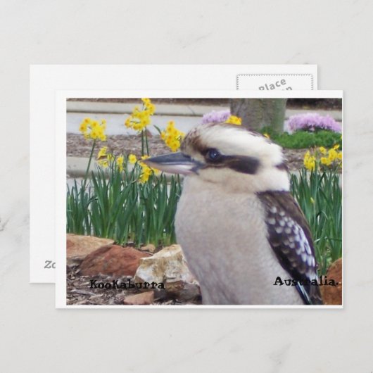 Australian Kookaburra Briefkaart (Voorkant / Achterkant)