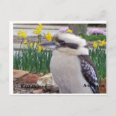 Australian Kookaburra Briefkaart (Voorkant)