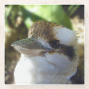 Australian Kookaburra Close Up, Glazen Onderzetter