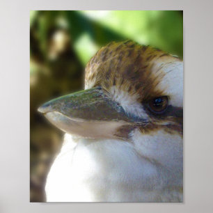 Australian Kookaburra Close Up, Poster