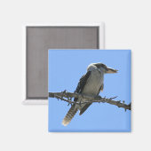 Australian Kookaburra Magneet (Voorkant / Achterkant)