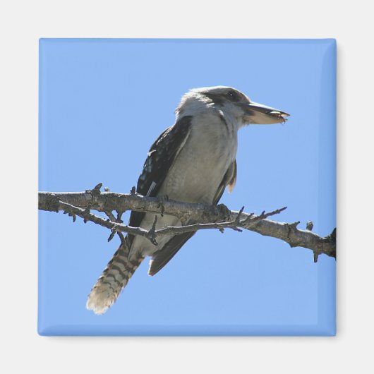 Australian Kookaburra Magneet (Voorkant)